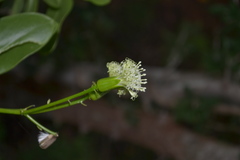 Kleinia grandiflora